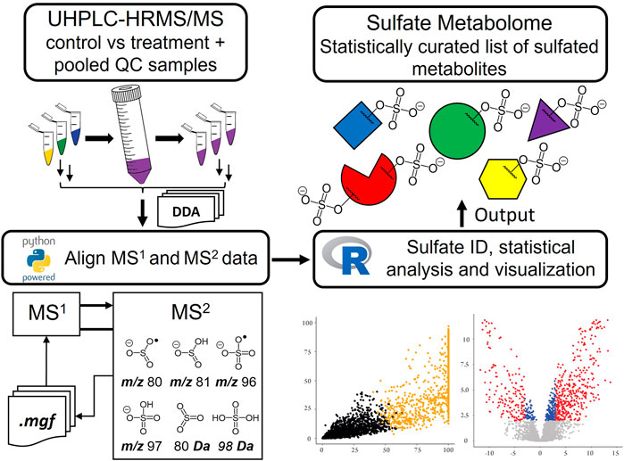 Frontiers | Profiling Urinary Sulfate Metabolites With Mass